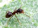 La hormiga